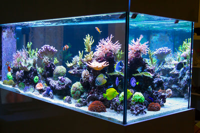 What temperature should your tropical fish tank be? Tips on maintaining your tank.