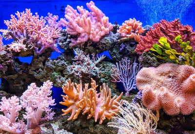 Corals for Beginners- Your Guide