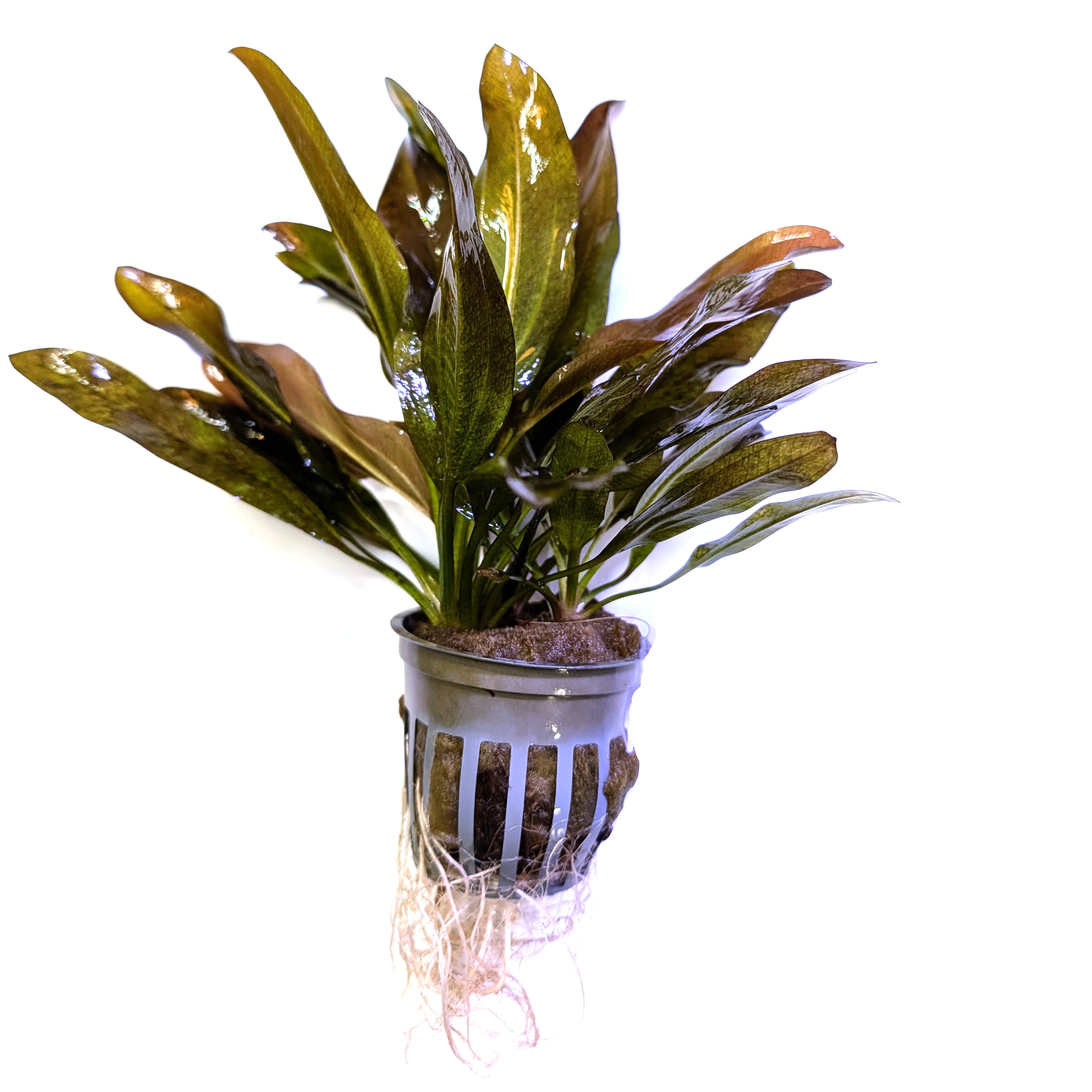 Altlandsberg Sword – Big Kahuna Tropical Fish