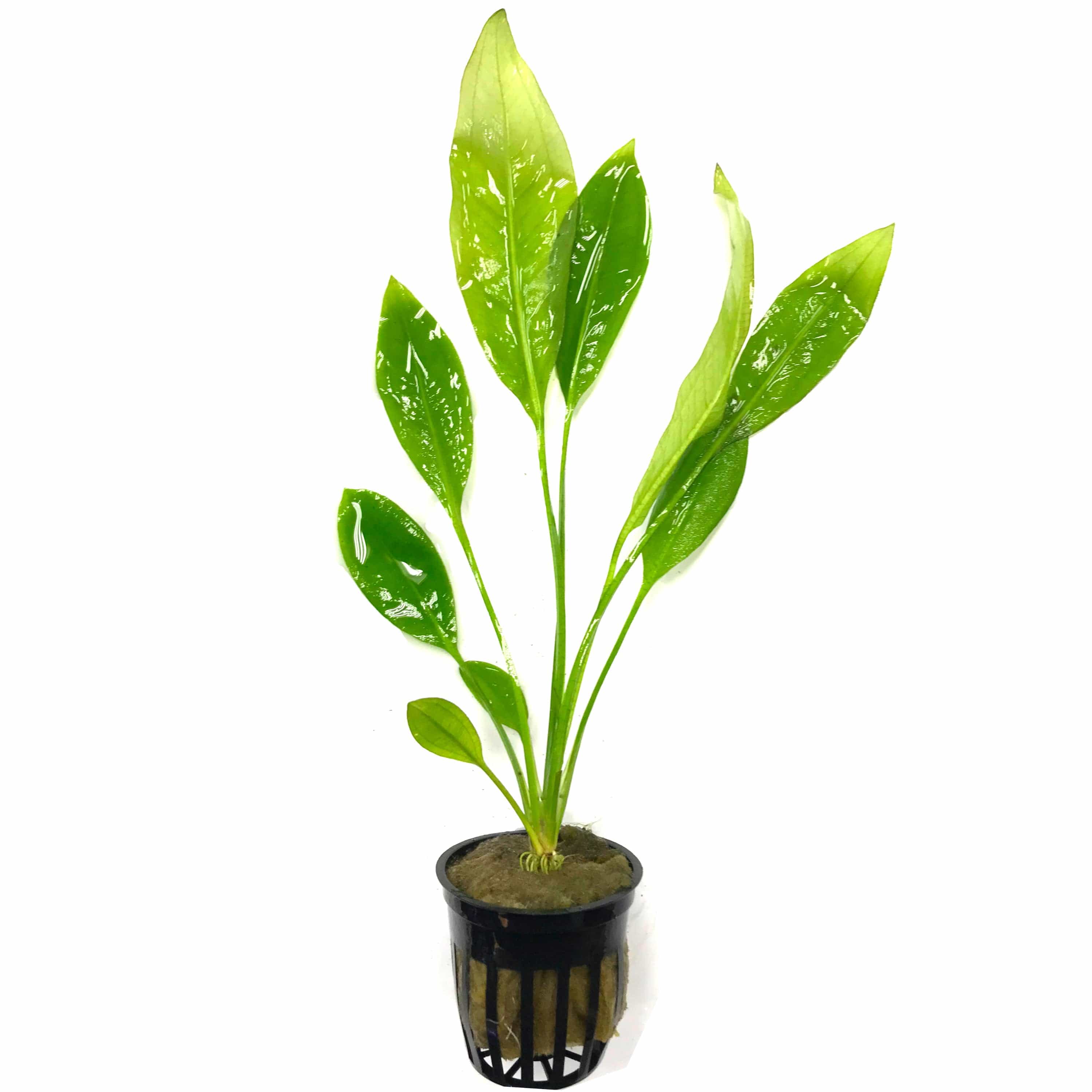 Amazon Sword (Echinodorus Sp. Amazonicus) - Small