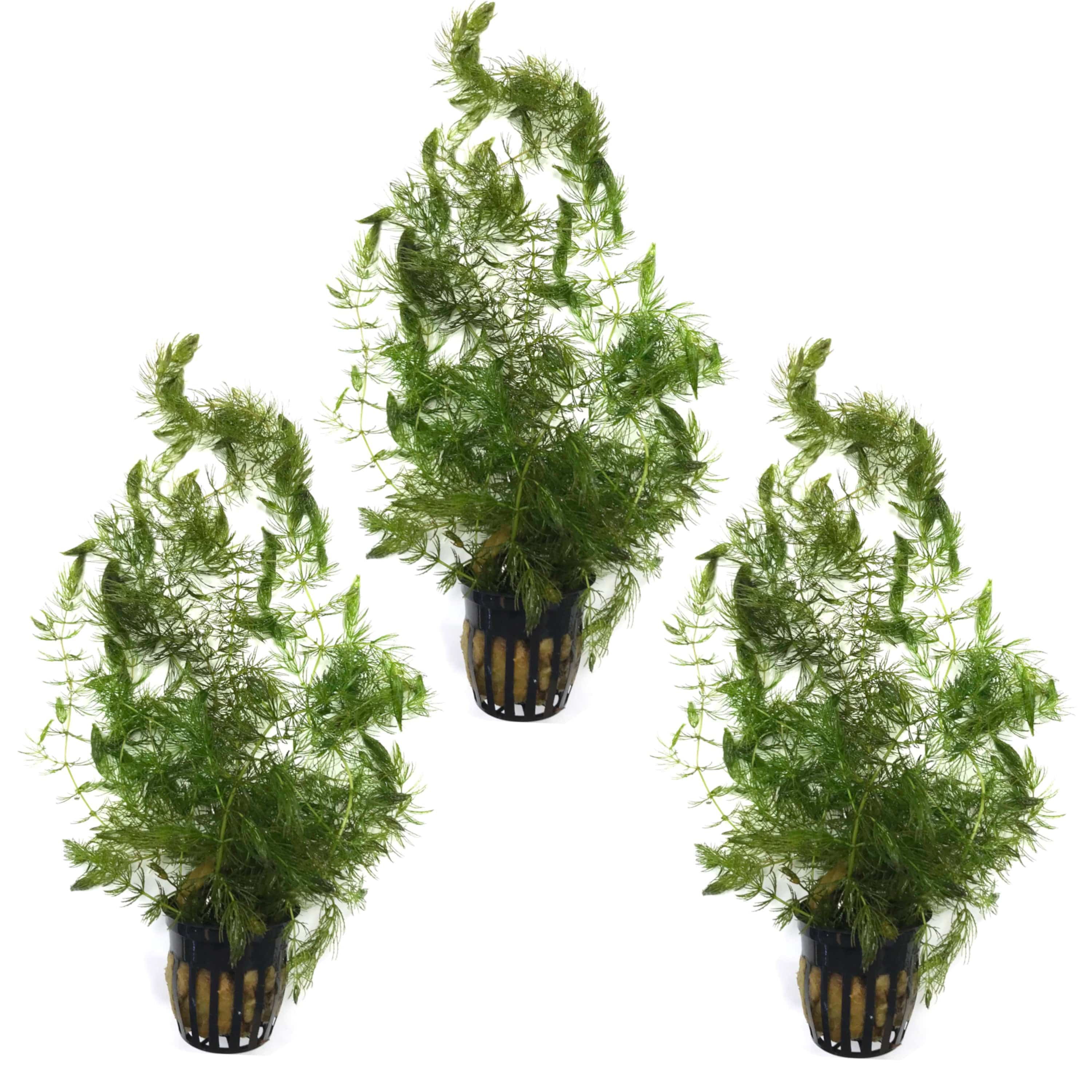 pot plant with only 3 leaves Hornwort Three Pot Pack (Ceratophyllum demersum) – Big Kahuna Tropical Fish