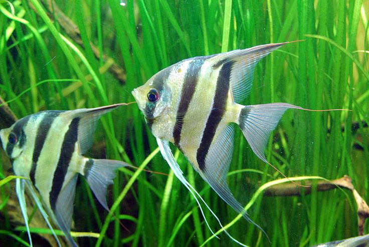 What to do with Aquarium Aggressive Fish
