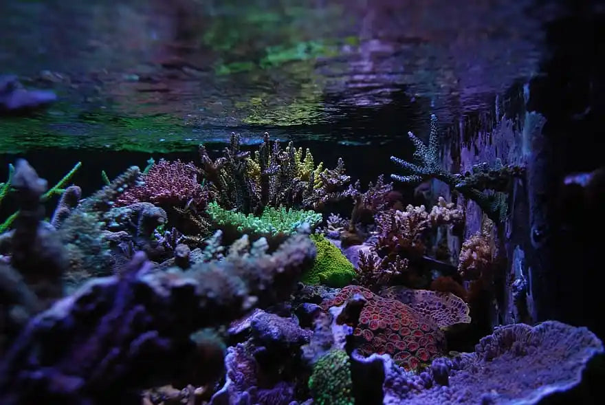 The difference between Coral LPS vs SPS