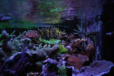 The difference between Coral LPS vs SPS