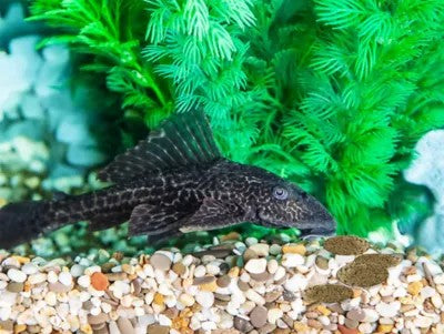 What Size Algae Wafers Are Best for Plecos and Bottom Feeders?