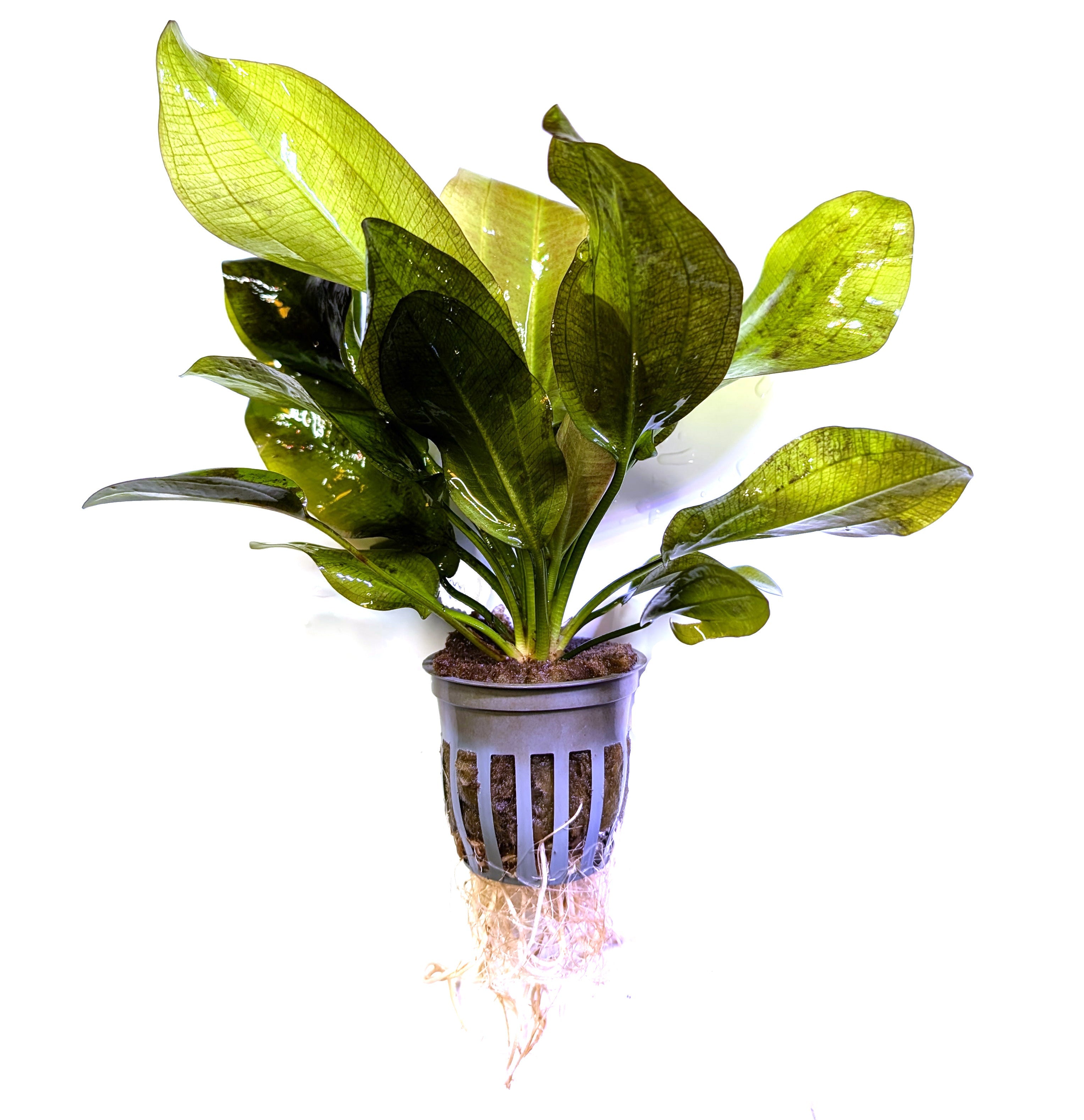 Aquarium Plants