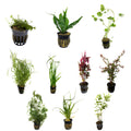 Live Potted Aquarium 10 Plant Bundle