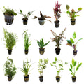 Live Potted Aquarium 15 Plant Bundle