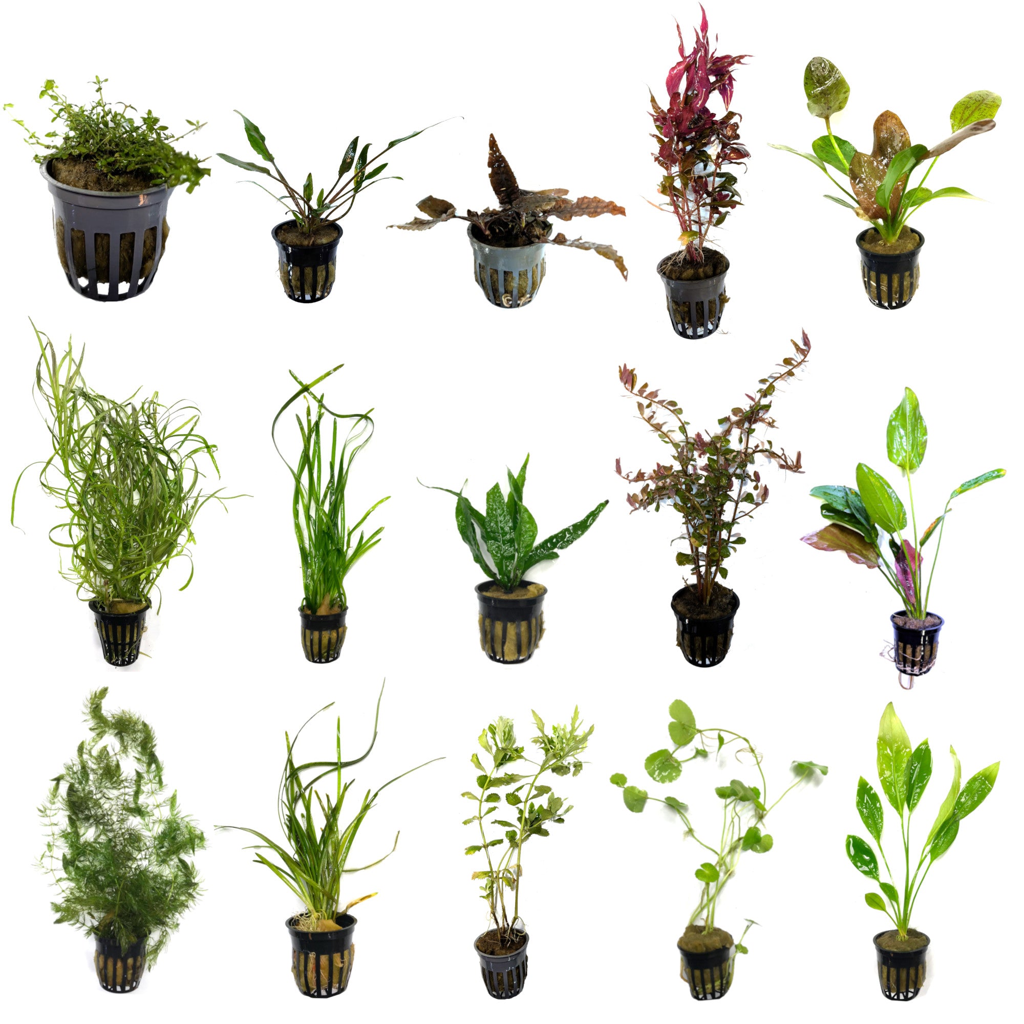 Live Potted Aquarium 15 Plant Bundle