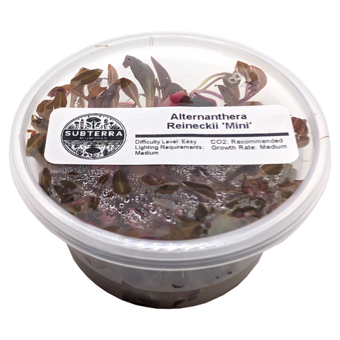 Alternanthera Reineckii "Mini" - 4oz Tissue Culture