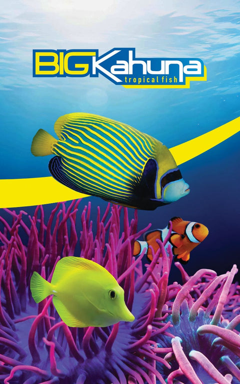 Big Kahuna Tropical Fish Gift Card - Big Kahuna Tropical Fish