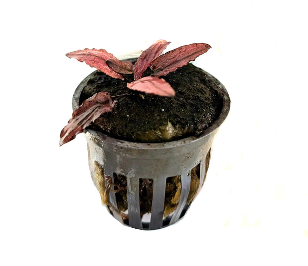Cryptocoryne Flamingo