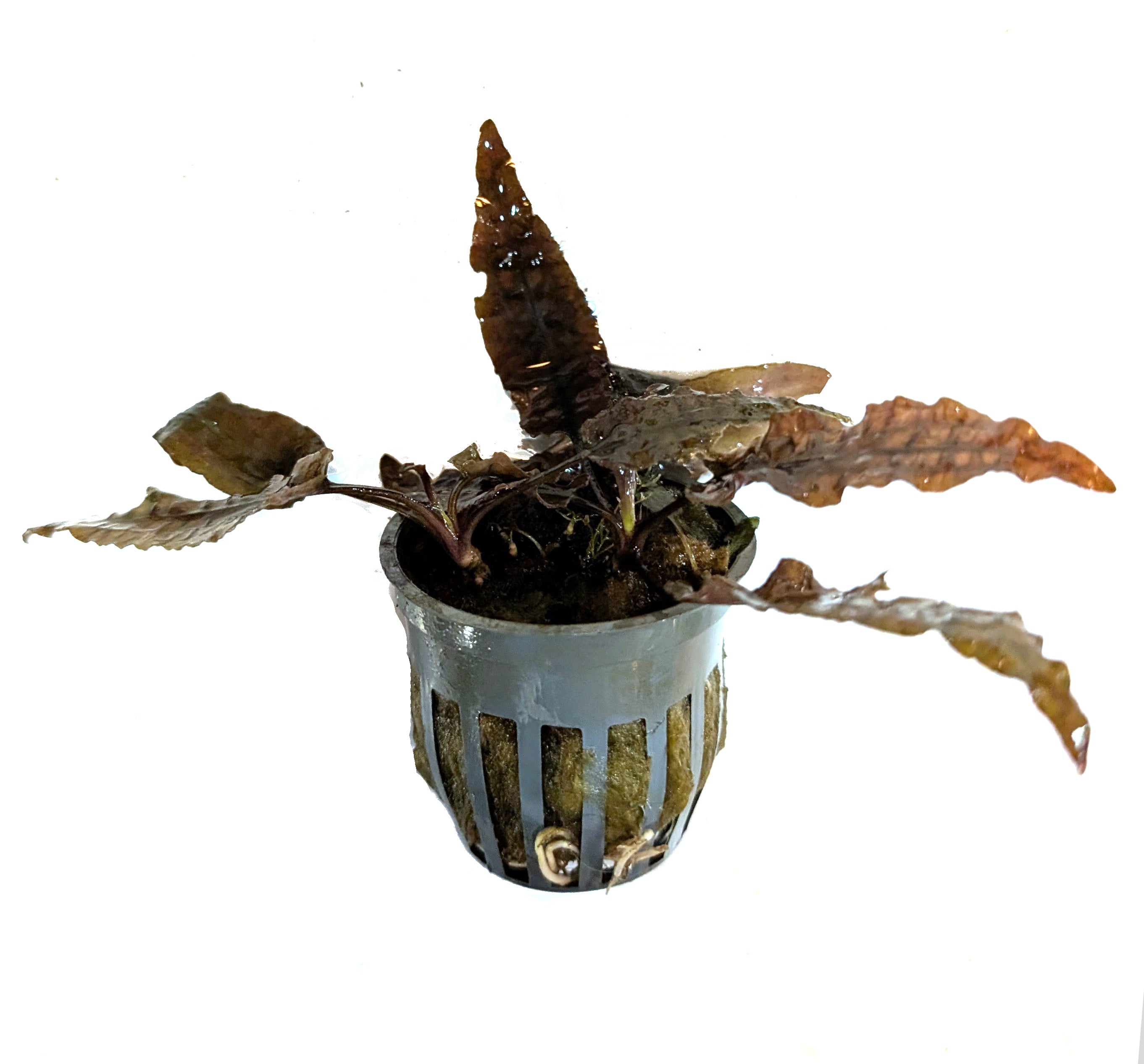 Cryptocoryne Tropica