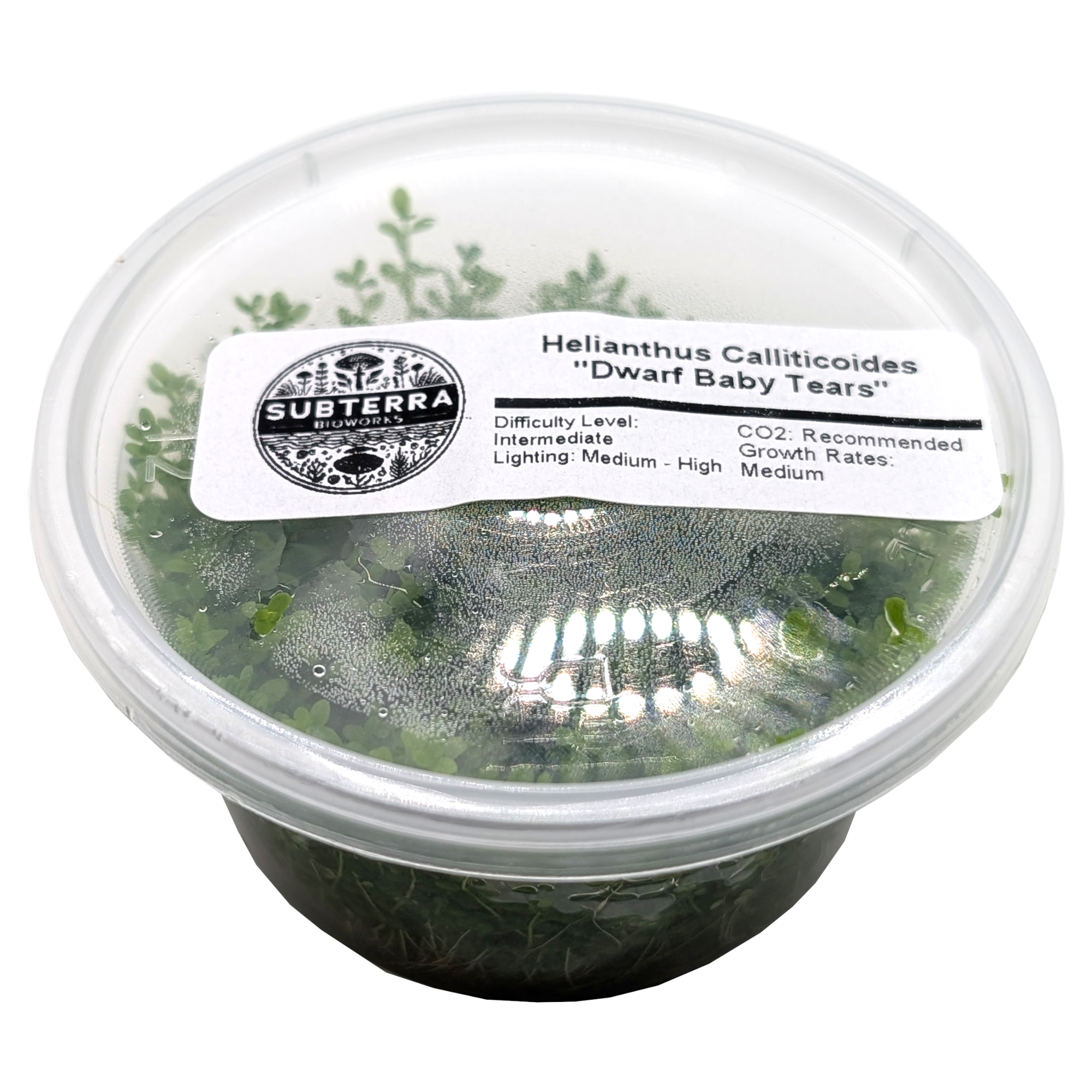 Dwarf Baby Tears - 4 oz Tissue Culture