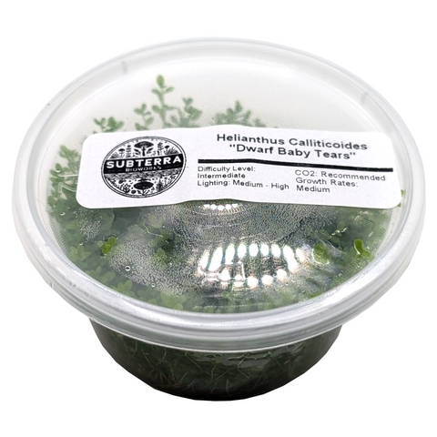 Dwarf Baby Tears - 4 oz Tissue Culture