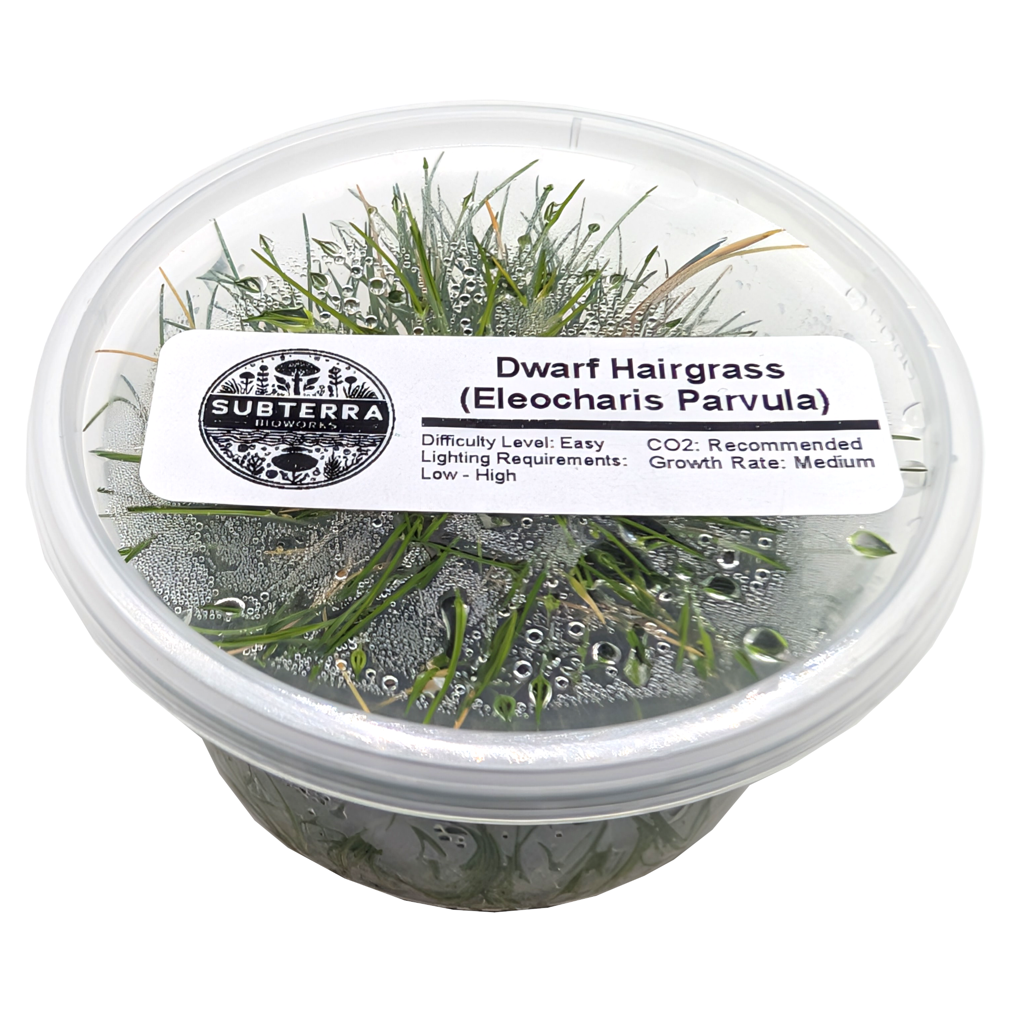 Dwarf Hair Grass - 4 oz Tissue Culture