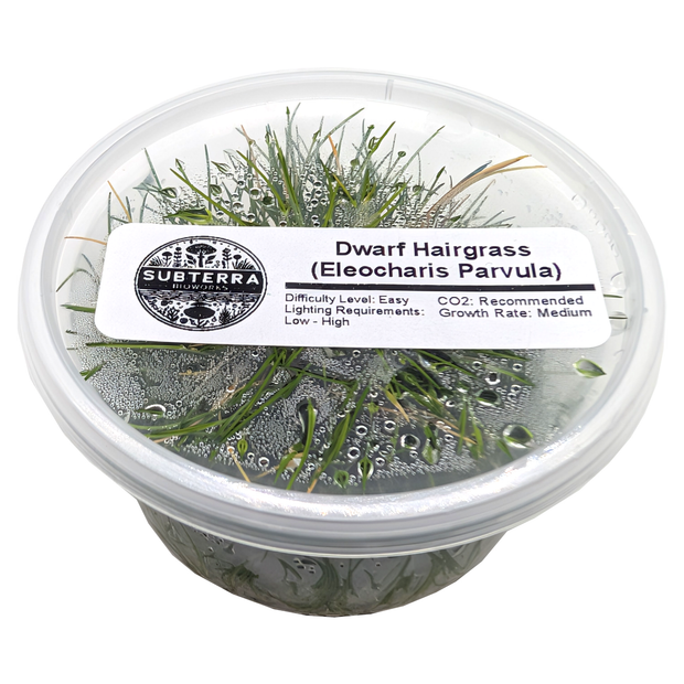 Dwarf Hair Grass - 4 oz Tissue Culture