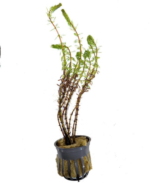 Dwarf Red Stemmed Parrot Feather