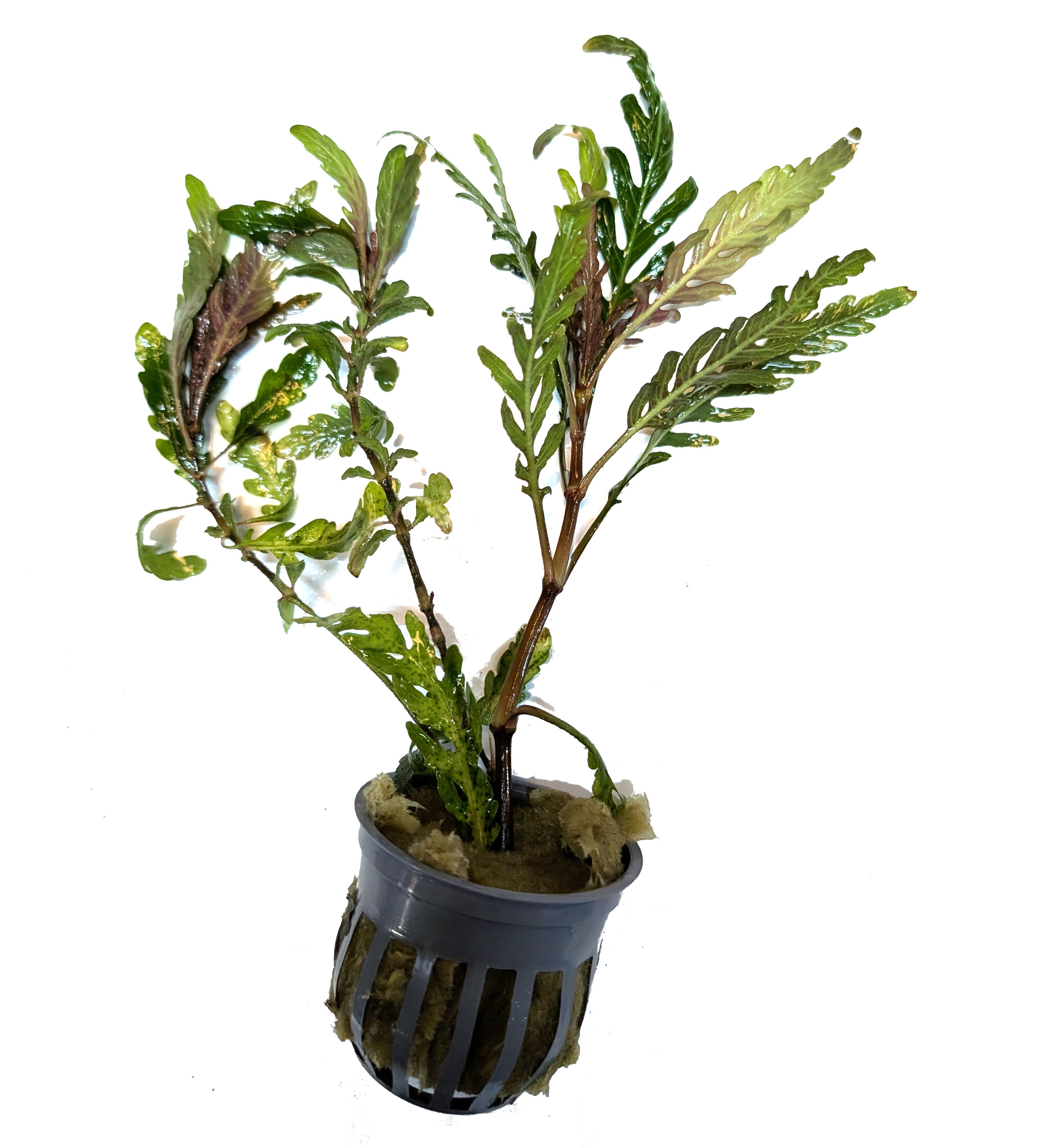 Hygrophila Pinnatifida