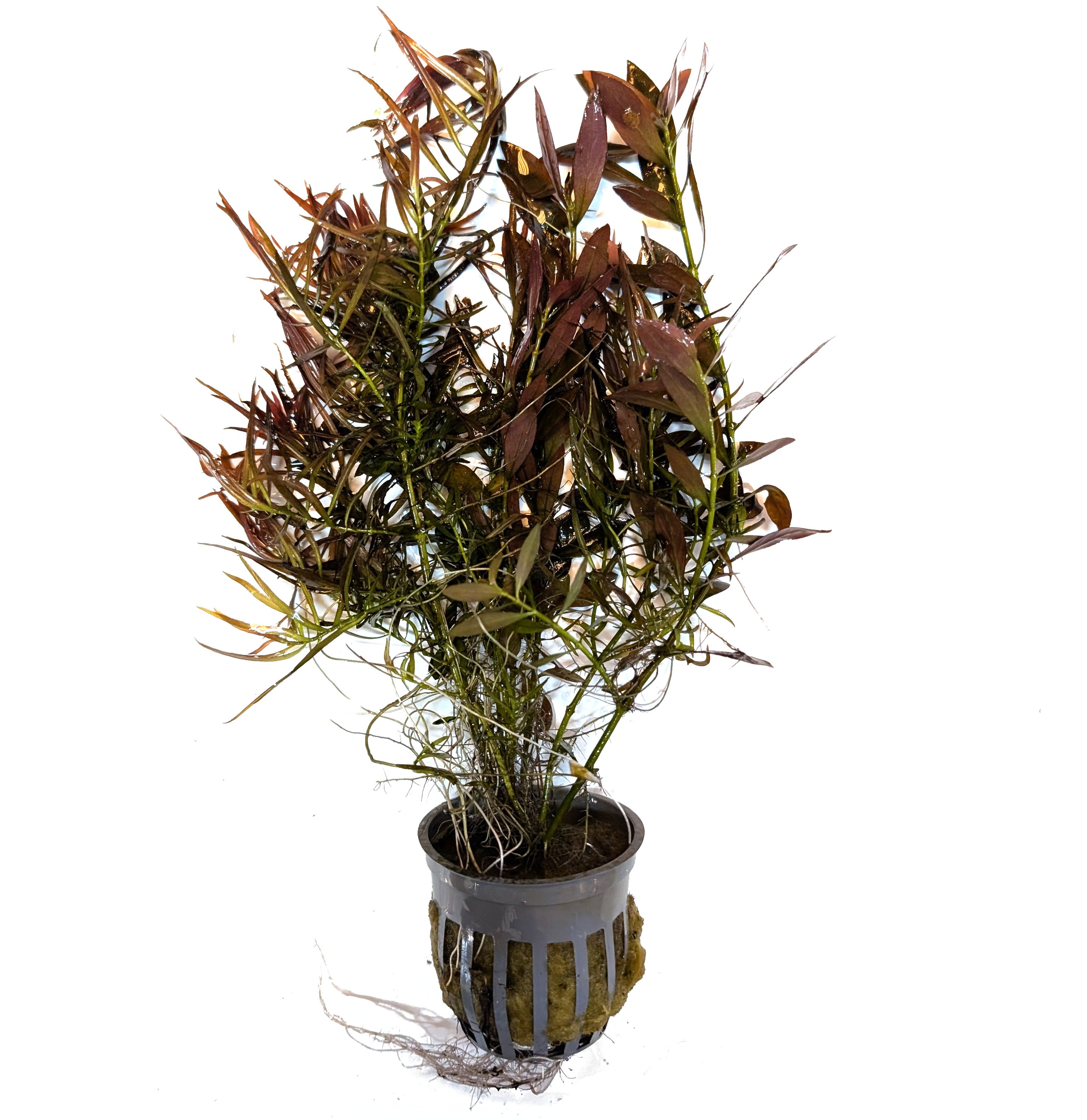 Ludwigia Needle Leaf