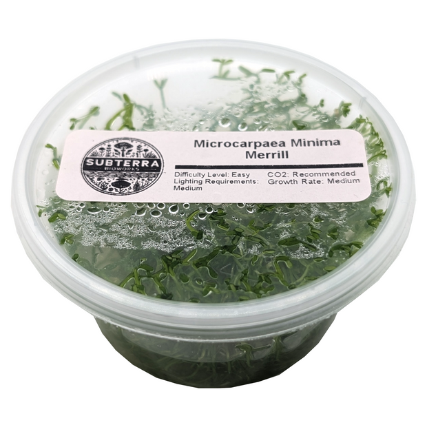 Microcarpaea Minima Merrill - 4 oz Tissue Culture
