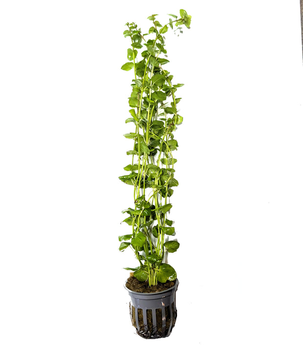 Mint Charlie (Clinopodium brownei)