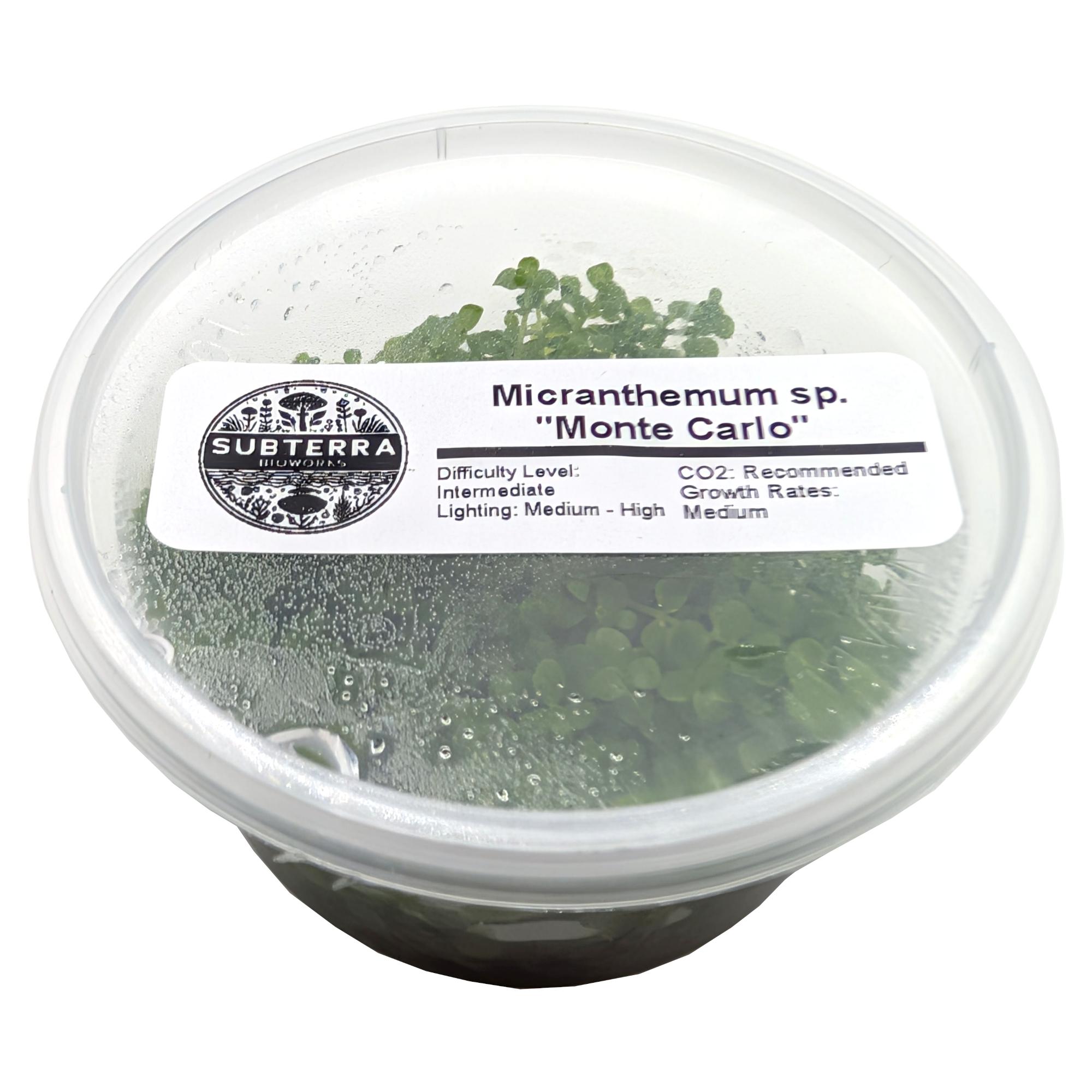 Monte Carlo - 4 oz Tissue Culture