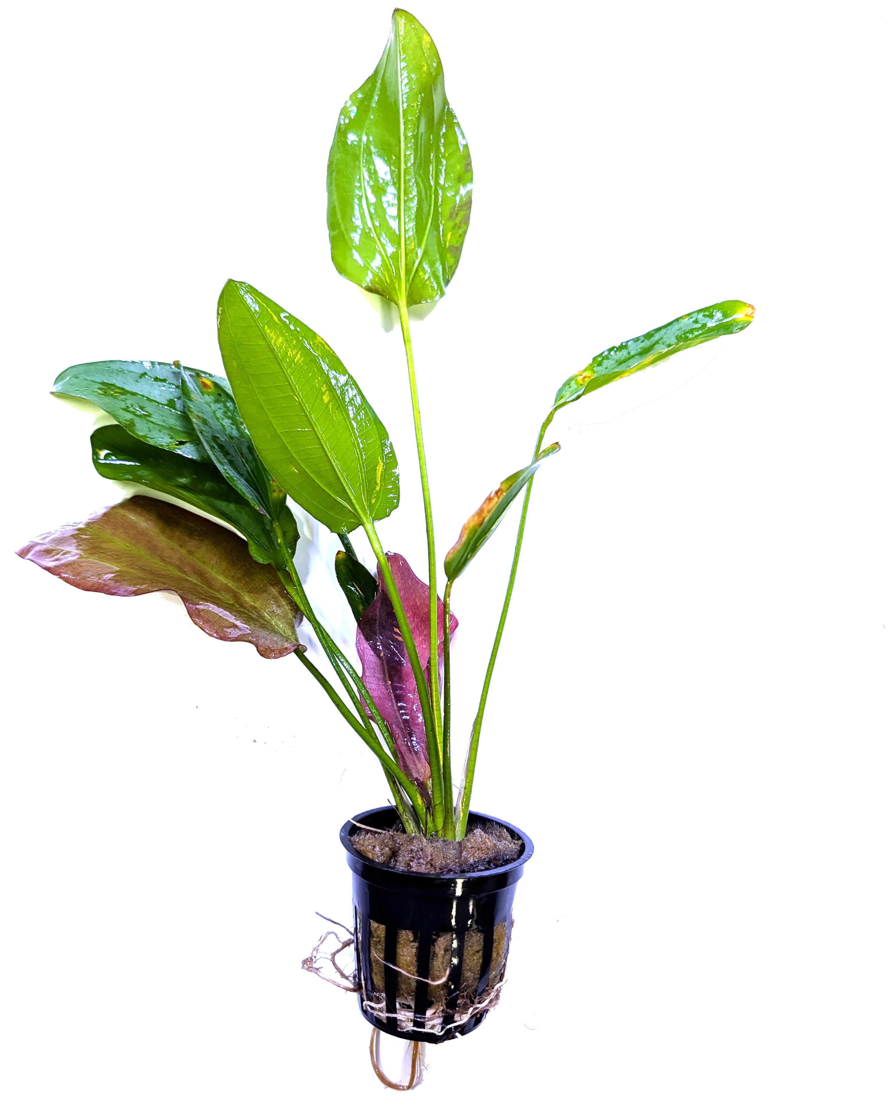 Oriental Sword (Echinodorus sp. ‘Oriental’)