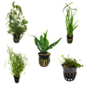 Live Potted Aquarium 5 Plant Bundle