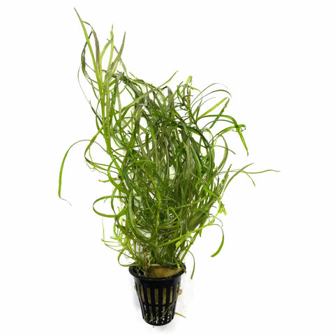 Octopus Plant (Pogostemon Stellatus Narrowleaf) - Big Kahuna Tropical Fish