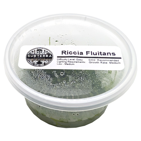 Riccia Fluitans - 4 oz Tissue Culture