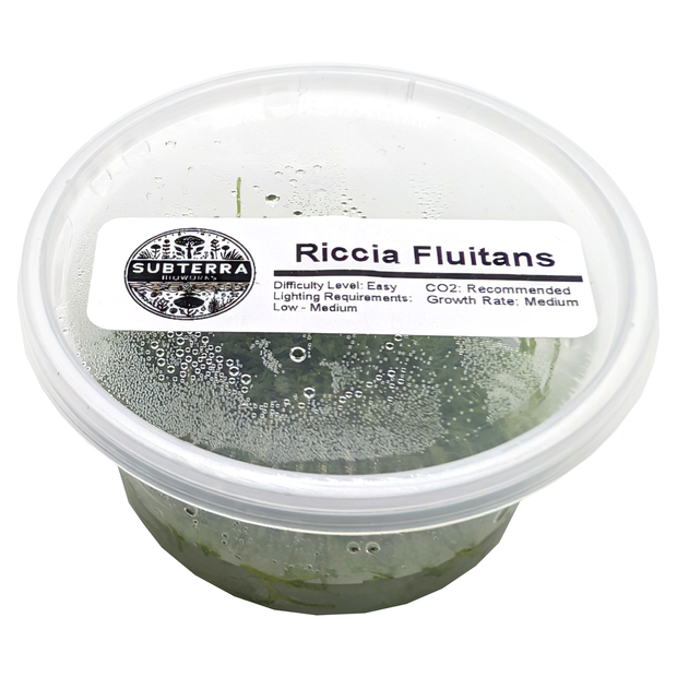 Riccia Fluitans - 4 oz Tissue Culture