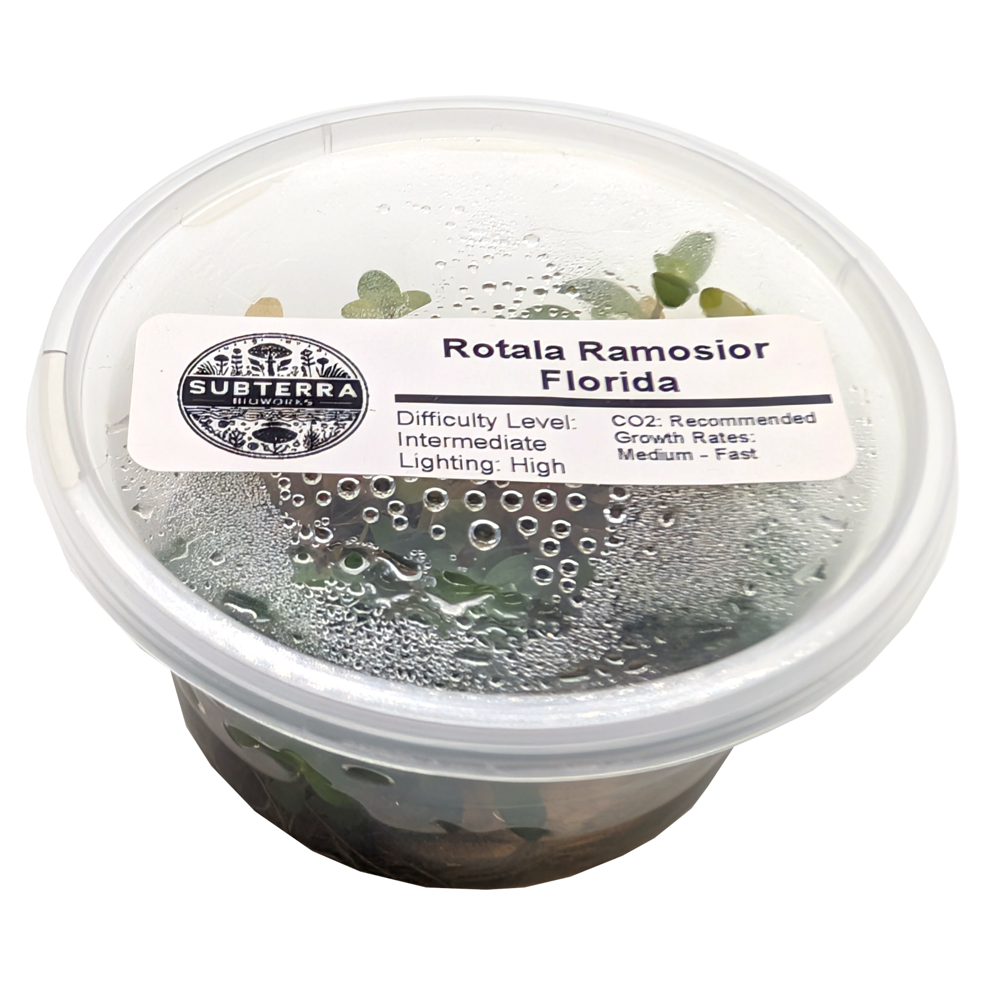 Rotala Ramosior Florida - 4 oz Tissue Culture