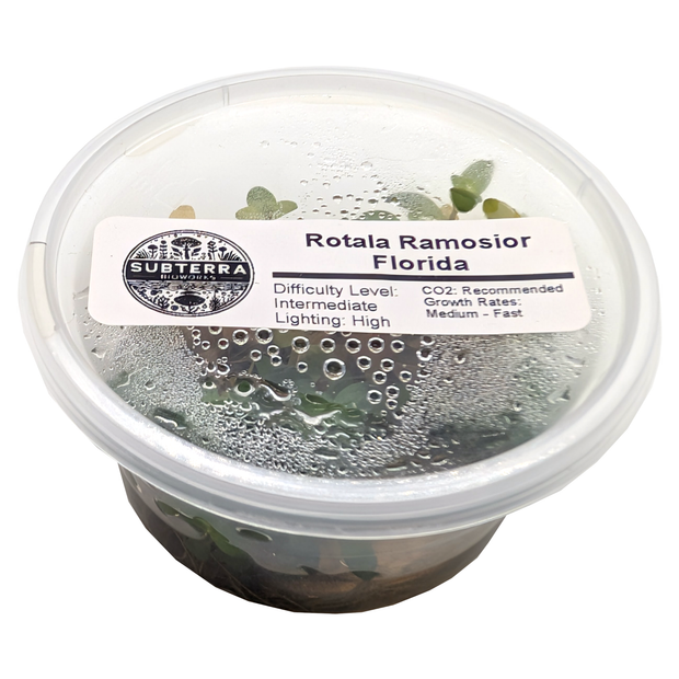 Rotala Ramosior Florida - 4 oz Tissue Culture