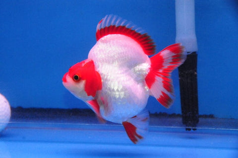 Assorted Ryukin Goldfish - Short Tail - Large - Big Kahuna Tropical Fish