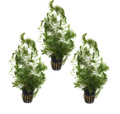 Hornwort 3 pack (Ceratophyllum demersum)