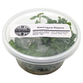 Staurogyne Repens - 4 oz Tissue Culture
