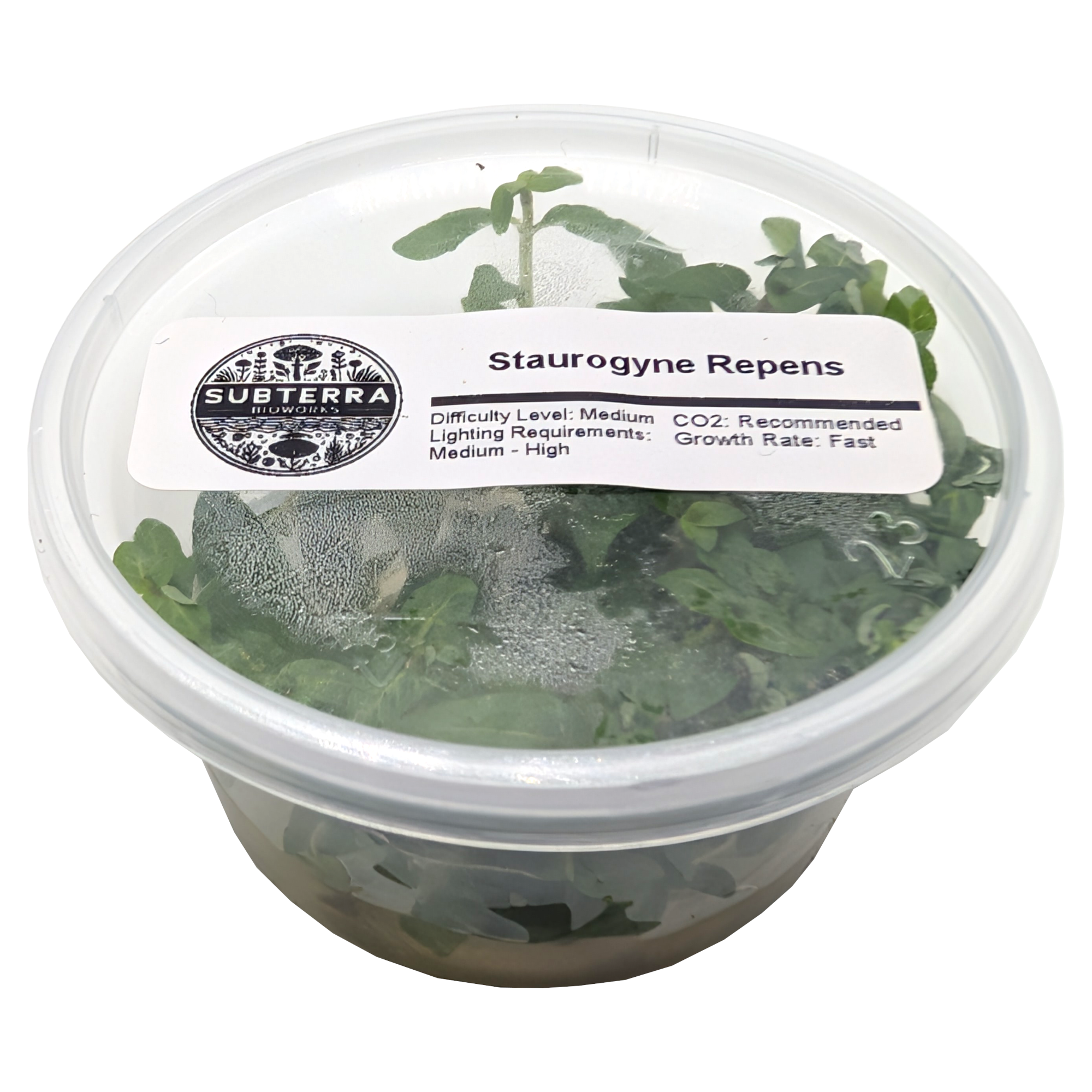 Staurogyne Repens - 4 oz Tissue Culture