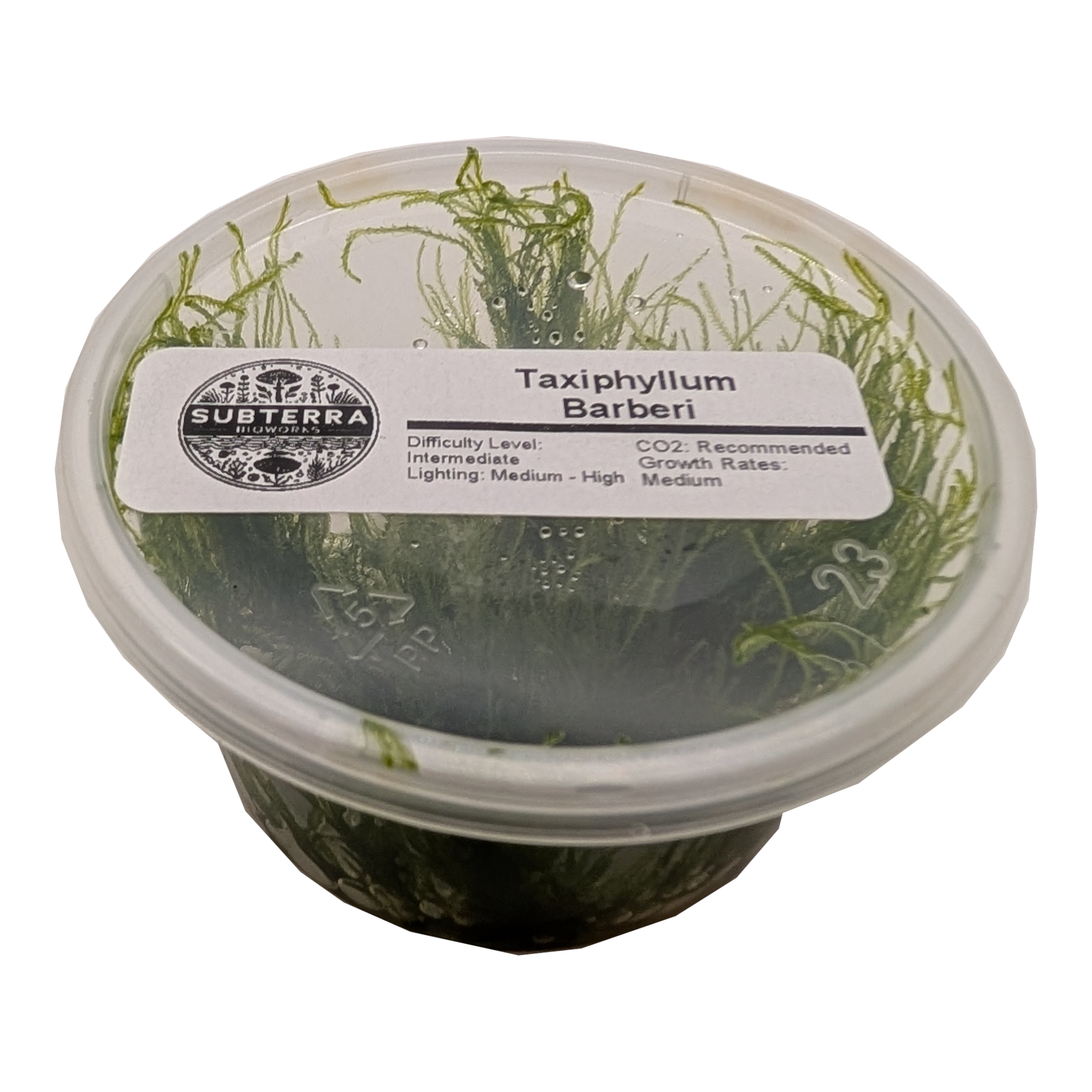 Taxiphyllum Barbieri - 4 oz Tissue Culture