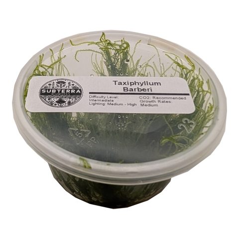 Taxiphyllum Barbieri - 4 oz Tissue Culture