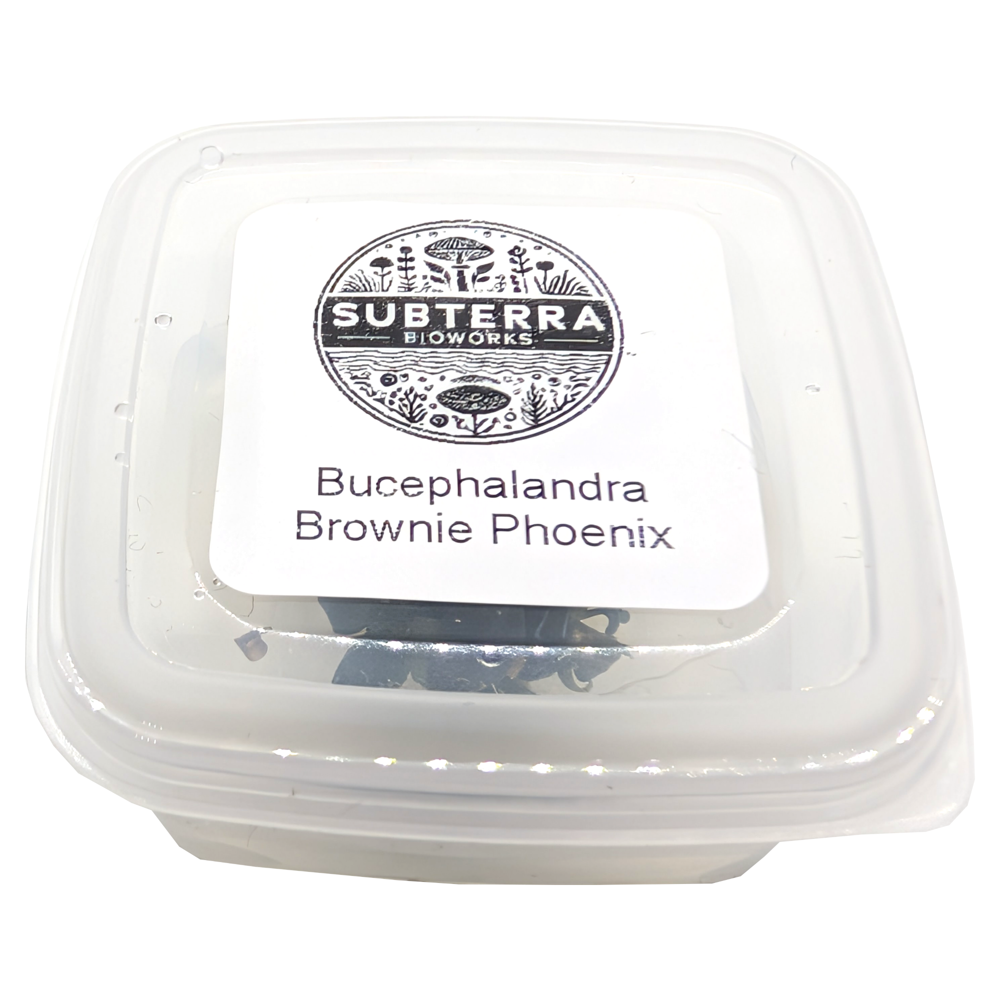 Bucephalandra Brownie Phoenix - 2 oz Tissue Culture