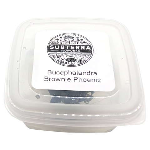 Bucephalandra Brownie Phoenix - 2 oz Tissue Culture