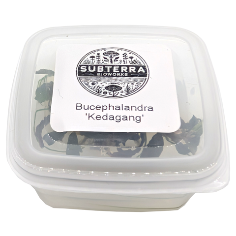 Bucephalandra 'Kedagang' - 2 oz Tissue Culture