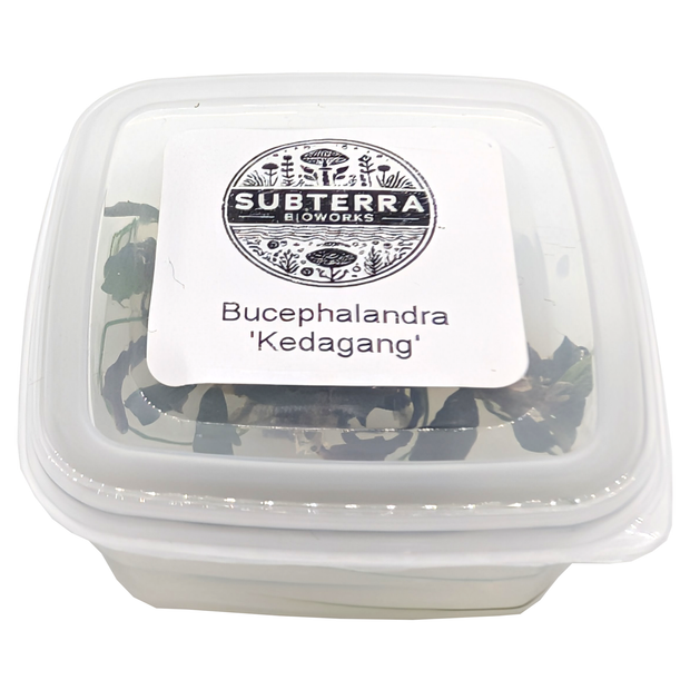 Bucephalandra 'Kedagang' - 2 oz Tissue Culture