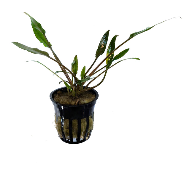 Cryptocoryne Lucens