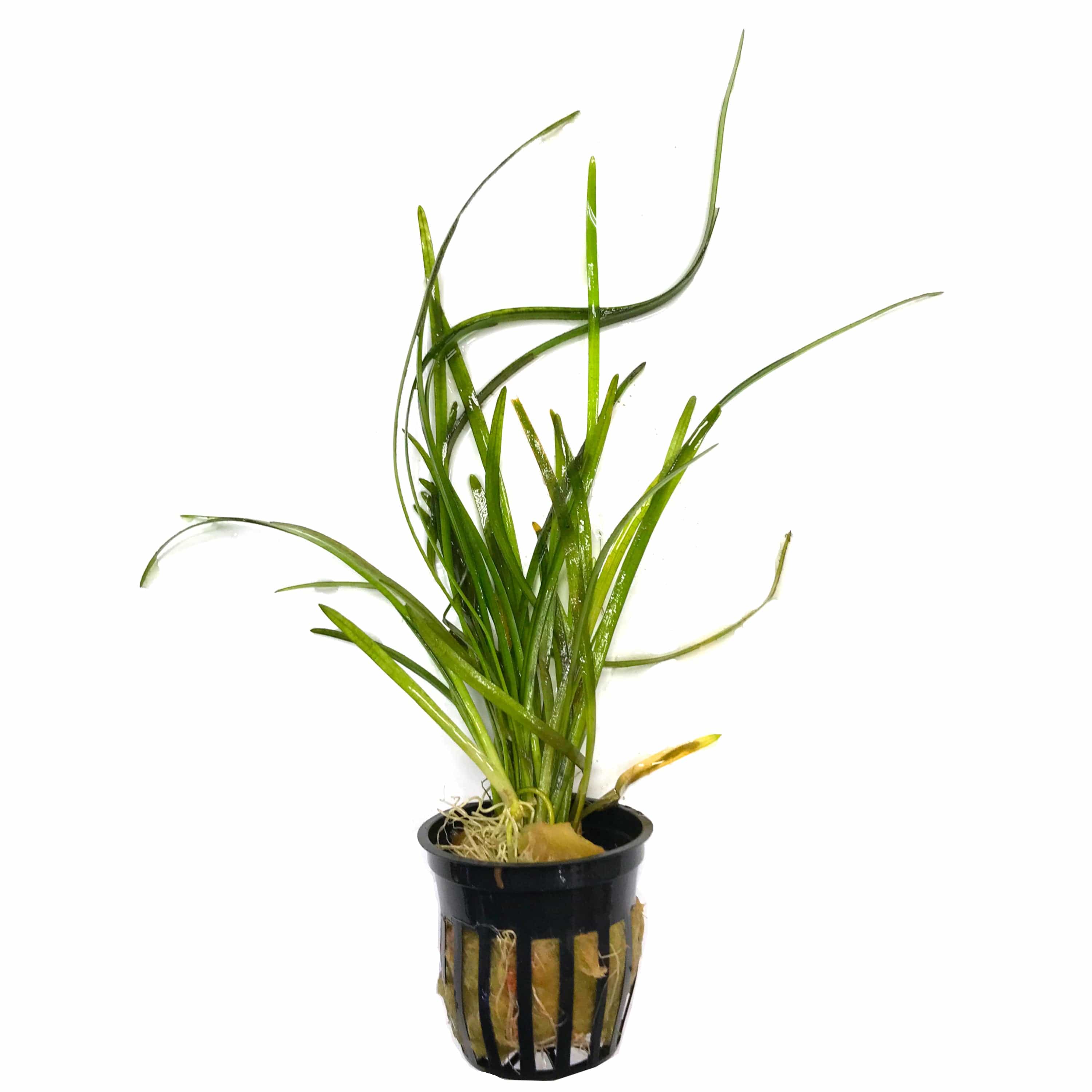 Dwarf Sagittaria (Sagittaria subulata) - Big Kahuna Tropical Fish