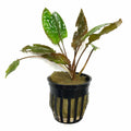 Cryptocoryne Wendtii Green (Cryptocoryne wendtii 'Green') - Big Kahuna Tropical Fish