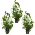 Hornwort Three Pot Pack (Ceratophyllum demersum) - Big Kahuna Tropical Fish