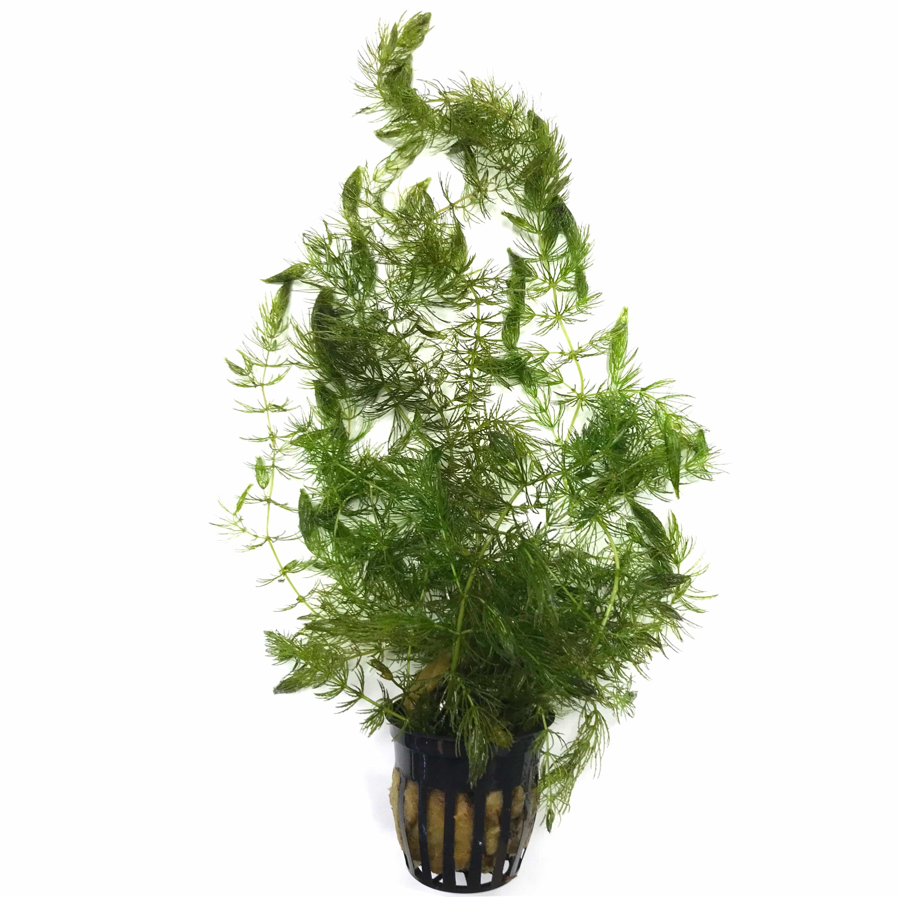 Hornwort (Ceratophyllum demersum)