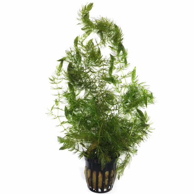 Hornwort Three Pot Pack (Ceratophyllum demersum) - Big Kahuna Tropical Fish